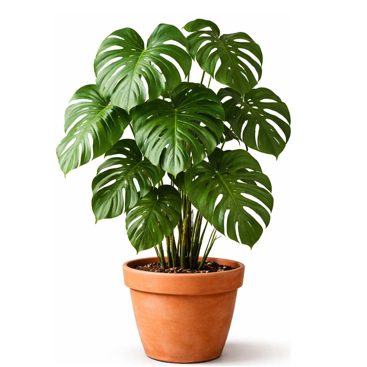 Monstera